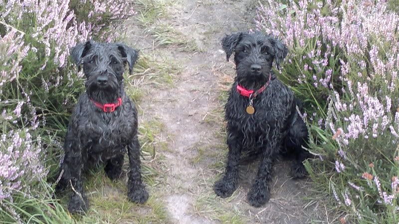 do schnauzers like water