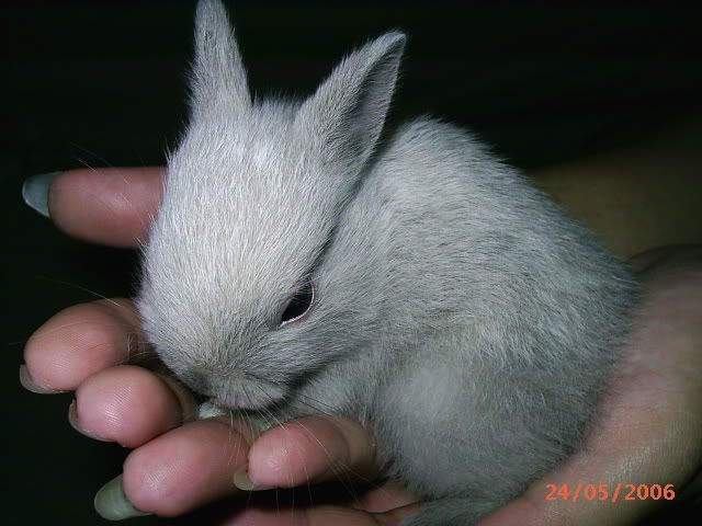 bunnies for sale. Dwarf Baby Bunnies (Age: 5