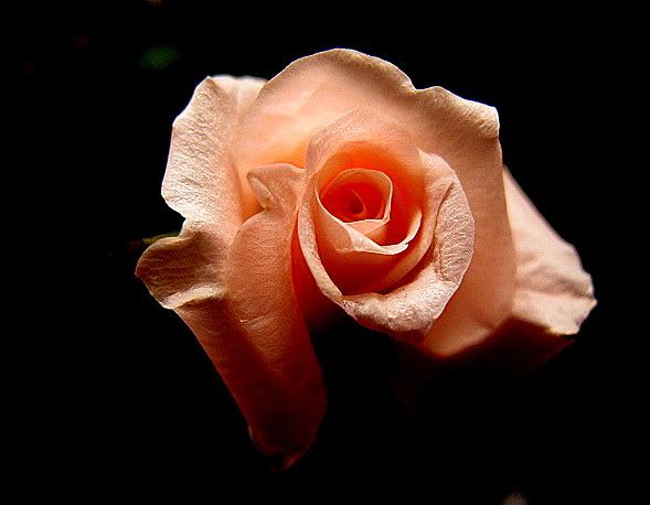 Photography? - Countryside Families