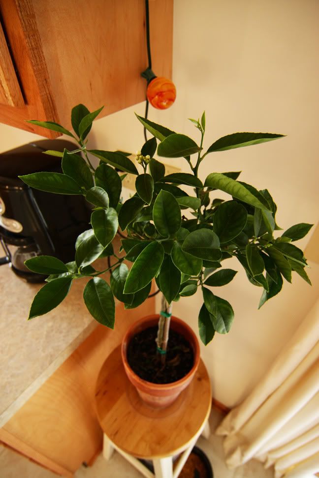 IMAGE: http://i18.photobucket.com/albums/b102/Hailwood/IMG_4890a.jpg