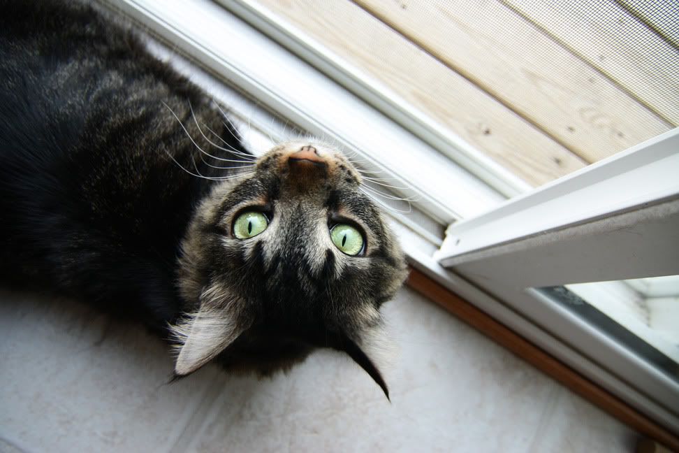 IMAGE: http://i18.photobucket.com/albums/b102/Hailwood/IMG_4904a.jpg