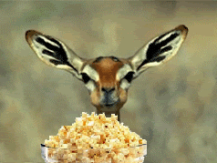 popcorn-gazelle-1.gif