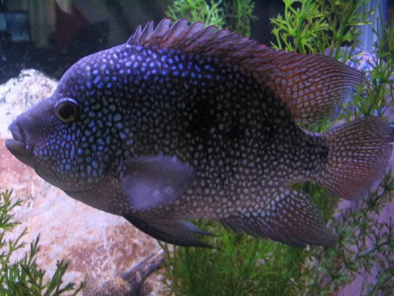 Lake+tanganyika+cichlids+for+sale