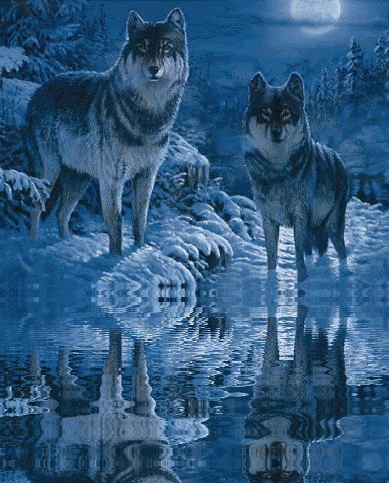 Beautiful Wolf Gif Pictures, Images and Photos
