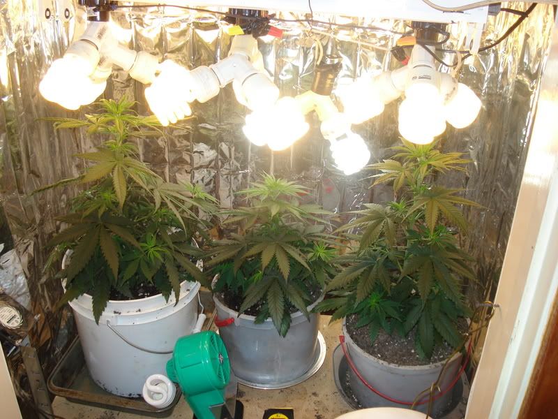 2+Week+Old+Marijuana+Mid+Plant Week Old Marijuana Mid Plant http://www.rollitup.org/newbie-central ...