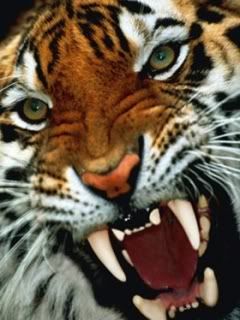 Tiger Pictures, Images and Photos