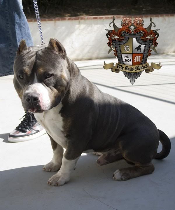 100 Razors Edge Bullys/Pocket Pits!