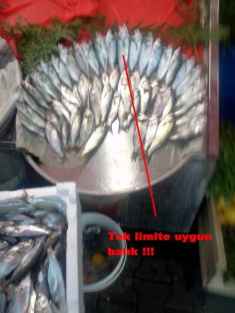 [Resim: IMG084.jpg]