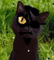 The Cat with One Big Eye