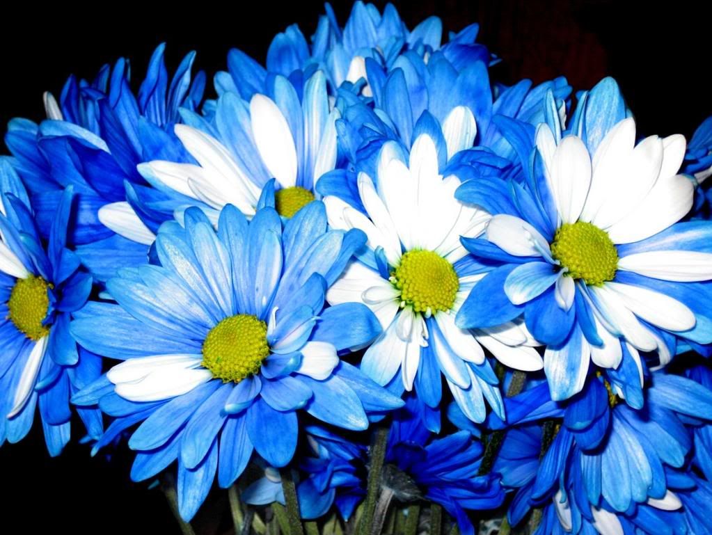 Flowers Pictures, Images and Photos