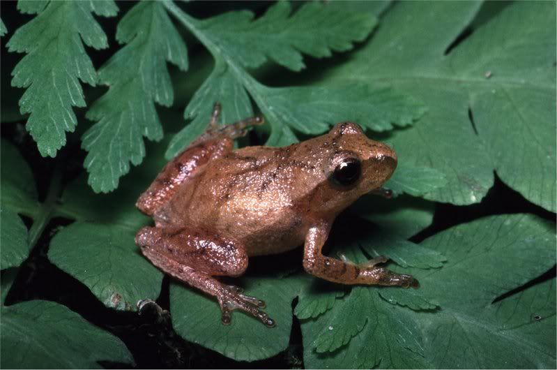 Where do tree frogs go in winter?