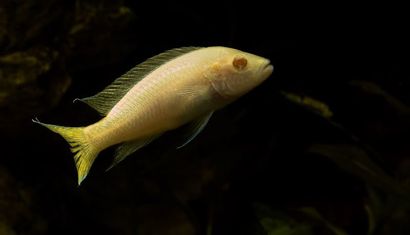 IPB Image