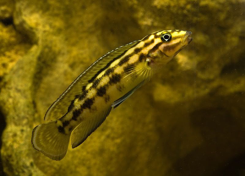 IPB Image
