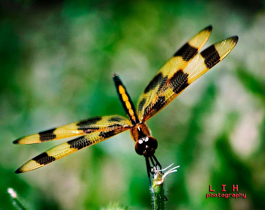 Image hosted by Photobucket.com