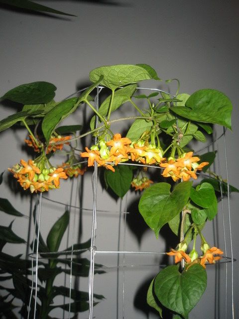 Telosma Cordata