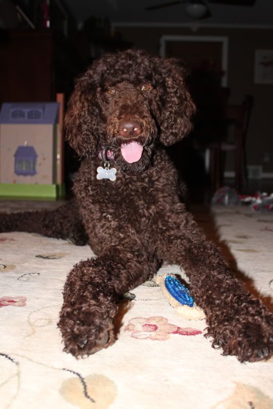 standard poodle uncut