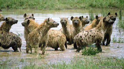 spotted_hyena_group_in_water_KHolek.jpg