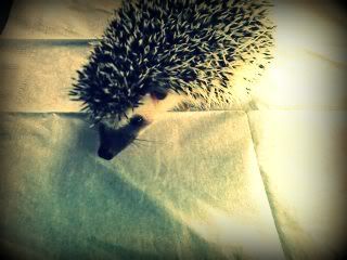 Rylee,hedgehog,African,pygmy,cute