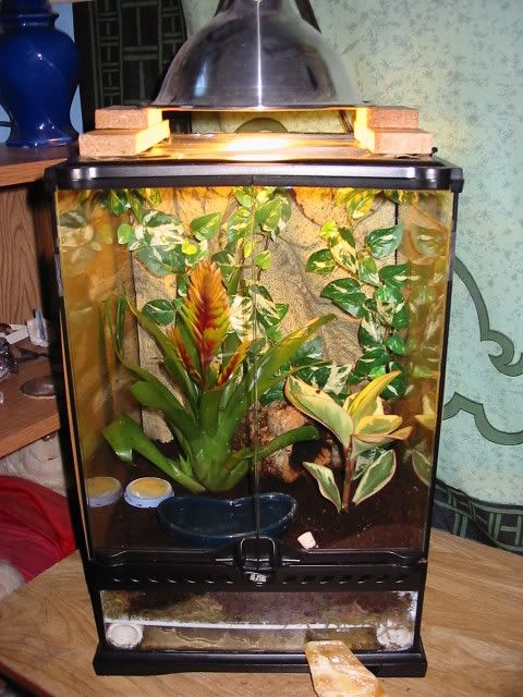 Crested Gecko Cage