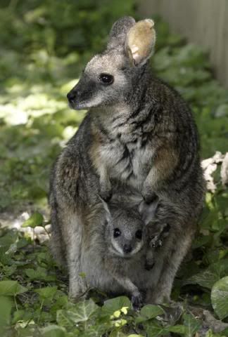 baaaaaaaby wallaby!