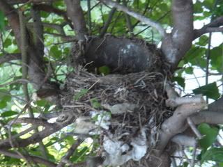 Bird Nest