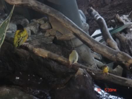 Free-Flying Aviary 1