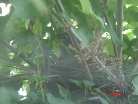 Robin Mother in Nest