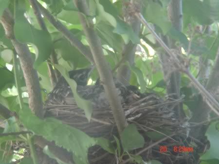 Robin Fledglings in Nest
