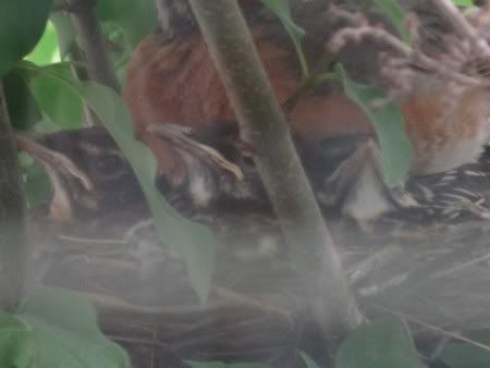 Robin Mother Brooding