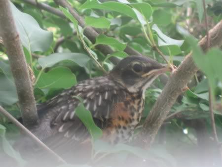 Robin Fledgling