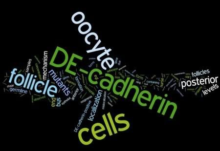 Wordle DE-Cadherin