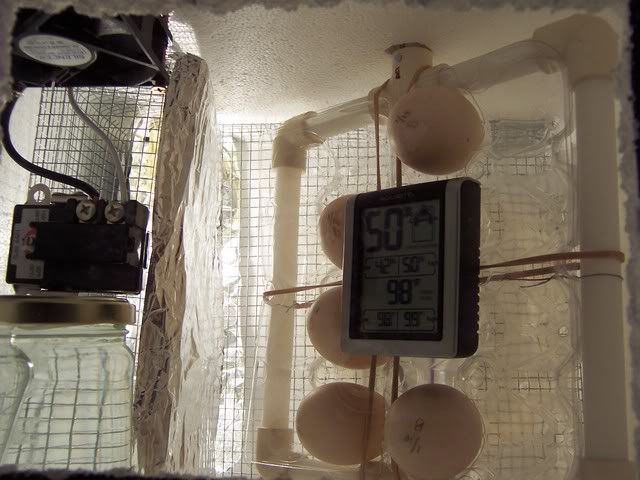 1st Eggs In!!!