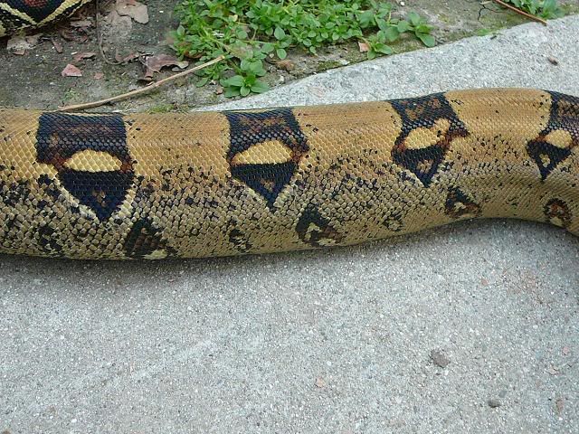 Picture238.jpg
