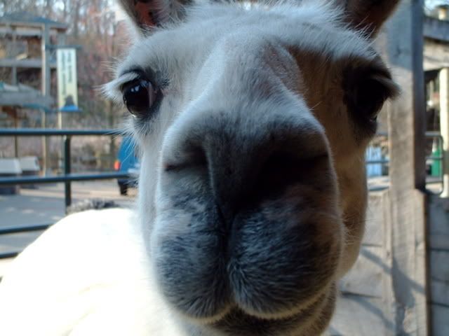 Llama_Closeup.jpg