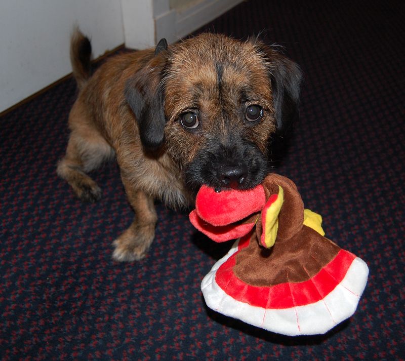 christmasturkey2.jpg