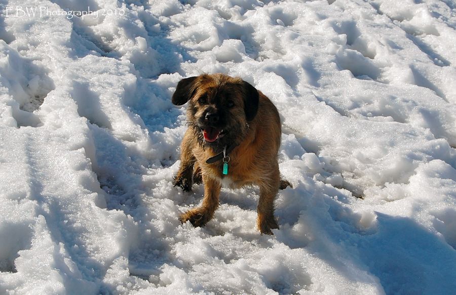 snowycharles11.jpg