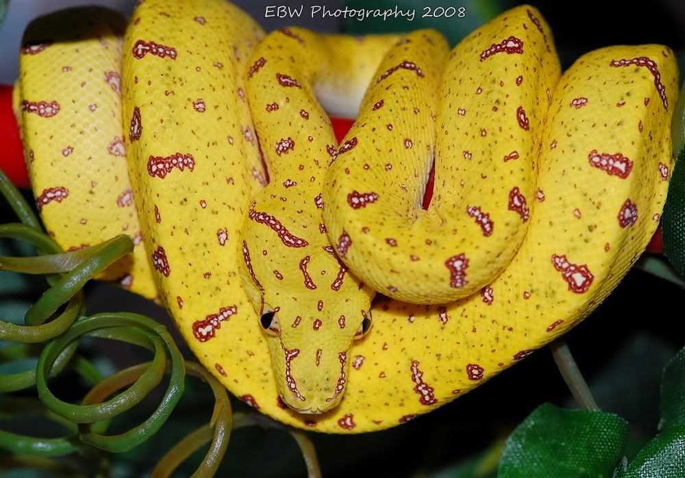 banana.jpg