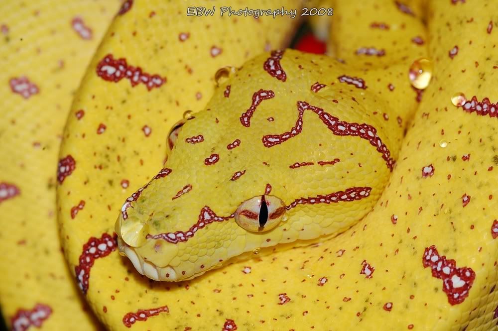 banana4.jpg