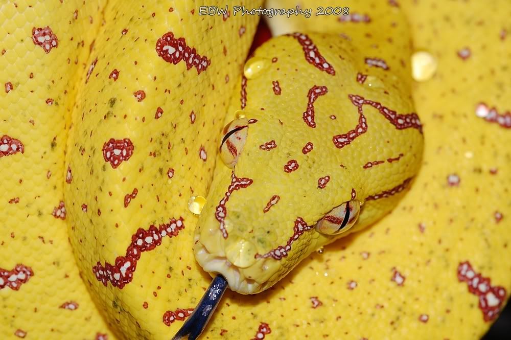 banana5.jpg