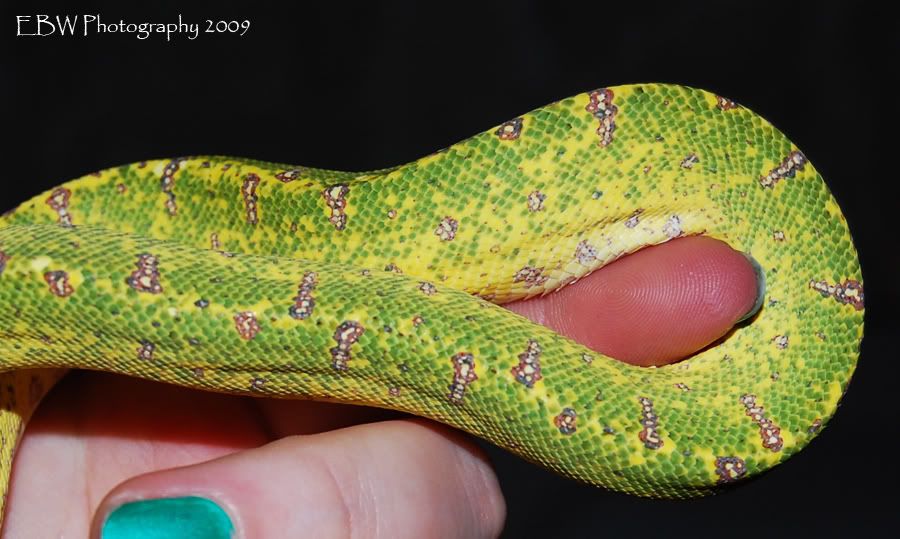 greenstripes7.jpg