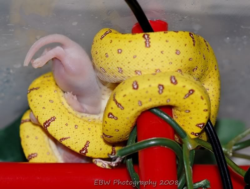 sirenfeeding.jpg