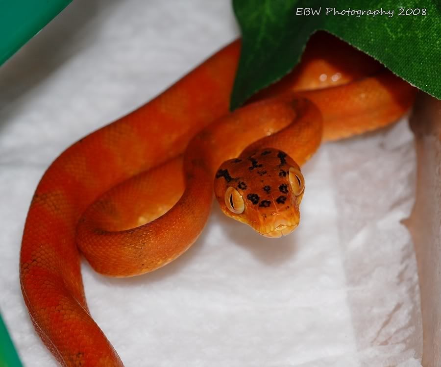devilworm2.jpg