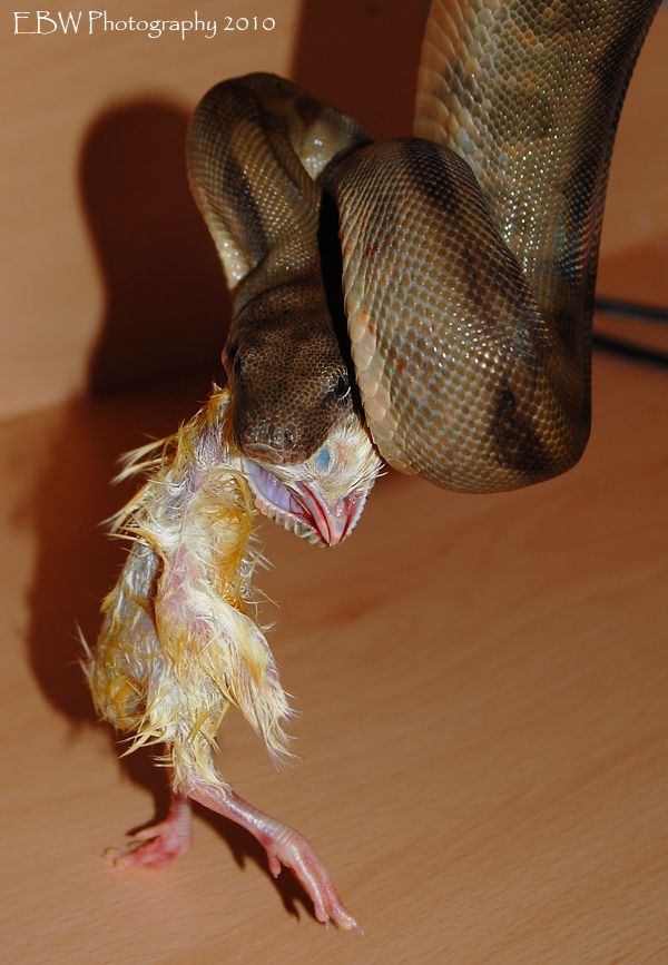 chickenneck2.jpg