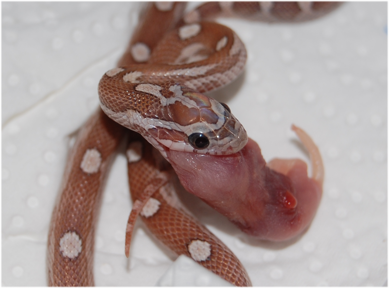 munchy.png