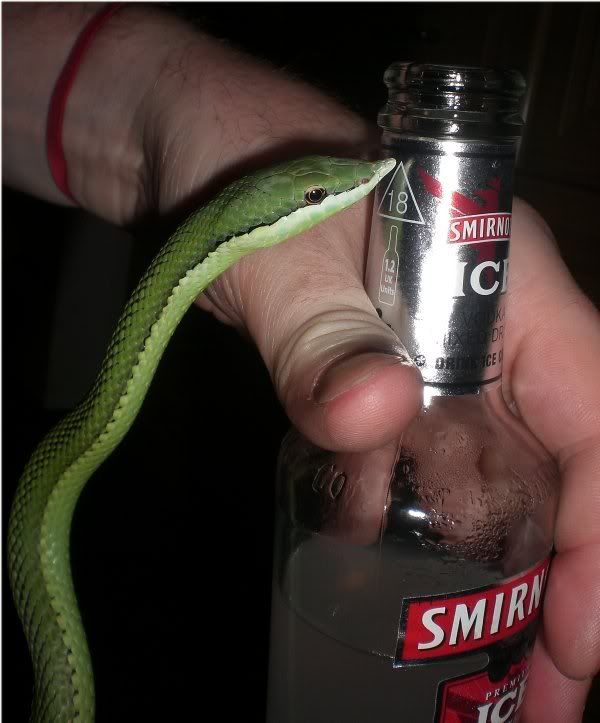 Rear fanged snakes + vodka =.. Reptile Forums