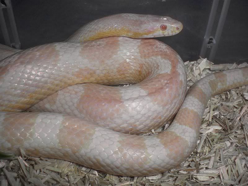 panthershed2.jpg