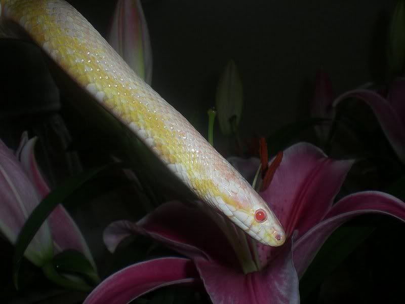 panthershed3.jpg