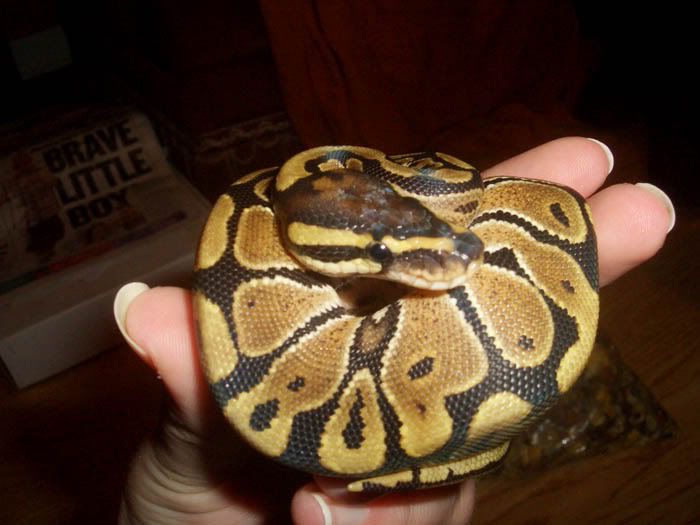 CIMG1541copyfemale.jpg