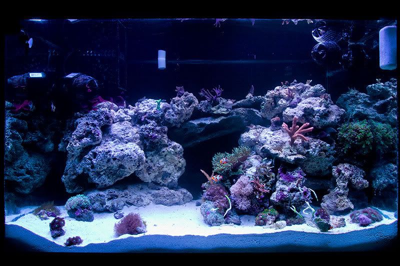 58-Gallon-Reef-Tank---Day-1---web.jpg
