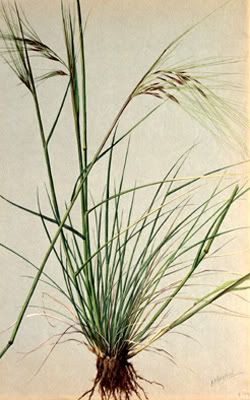 04-34_needlegrass250x400_ol.jpg